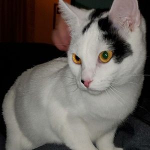 Meet your Posher, Ellissa